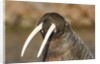 Walrus Displays Tusks along Hudson Bay, Nunavut, Canada by Anonymous