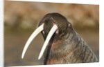 Walrus Displays Tusks along Hudson Bay, Nunavut, Canada by Anonymous