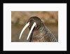 Walrus Displays Tusks along Hudson Bay, Nunavut, Canada by Anonymous