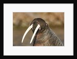 Walrus Displays Tusks along Hudson Bay, Nunavut, Canada by Anonymous