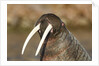 Walrus Displays Tusks along Hudson Bay, Nunavut, Canada by Anonymous