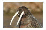 Walrus Displays Tusks along Hudson Bay, Nunavut, Canada by Anonymous