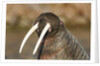 Walrus Displays Tusks along Hudson Bay, Nunavut, Canada by Anonymous