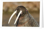 Walrus Displays Tusks along Hudson Bay, Nunavut, Canada by Anonymous