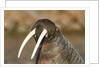 Walrus Displays Tusks along Hudson Bay, Nunavut, Canada by Anonymous
