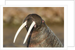 Walrus Displays Tusks along Hudson Bay, Nunavut, Canada by Anonymous