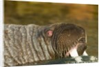 Walrus Displays Tusks along Hudson Bay, Nunavut, Canada by Anonymous