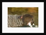 Walrus Displays Tusks along Hudson Bay, Nunavut, Canada by Anonymous