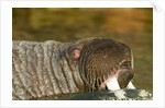Walrus Displays Tusks along Hudson Bay, Nunavut, Canada by Anonymous