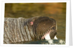 Walrus Displays Tusks along Hudson Bay, Nunavut, Canada by Anonymous