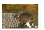 Walrus Displays Tusks along Hudson Bay, Nunavut, Canada by Anonymous