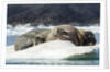 Walrus Sleeping on Ice in Hudson Bay, Nunavut, Canada by Anonymous