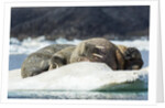 Walrus Sleeping on Ice in Hudson Bay, Nunavut, Canada by Anonymous