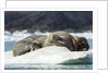 Walrus Sleeping on Ice in Hudson Bay, Nunavut, Canada by Anonymous