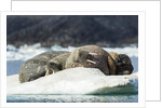 Walrus Sleeping on Ice in Hudson Bay, Nunavut, Canada by Anonymous
