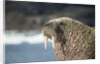 Walrus Resting on Ice in Hudson Bay, Nunavut, Canada by Anonymous