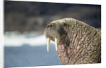 Walrus Resting on Ice in Hudson Bay, Nunavut, Canada by Anonymous
