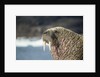 Walrus Resting on Ice in Hudson Bay, Nunavut, Canada by Anonymous