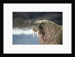 Walrus Resting on Ice in Hudson Bay, Nunavut, Canada by Anonymous