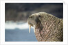 Walrus Resting on Ice in Hudson Bay, Nunavut, Canada by Anonymous