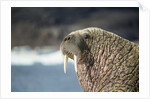 Walrus Resting on Ice in Hudson Bay, Nunavut, Canada by Anonymous