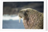 Walrus Resting on Ice in Hudson Bay, Nunavut, Canada by Anonymous