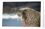 Walrus Resting on Ice in Hudson Bay, Nunavut, Canada by Anonymous