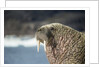 Walrus Resting on Ice in Hudson Bay, Nunavut, Canada by Anonymous