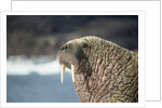 Walrus Resting on Ice in Hudson Bay, Nunavut, Canada by Anonymous