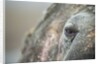 Close-up of Walrus Eye, Hudson Bay, Nunavut, Canada by Anonymous