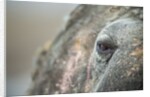 Close-up of Walrus Eye, Hudson Bay, Nunavut, Canada by Anonymous