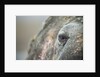 Close-up of Walrus Eye, Hudson Bay, Nunavut, Canada by Anonymous
