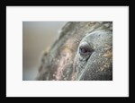Close-up of Walrus Eye, Hudson Bay, Nunavut, Canada by Anonymous