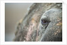 Close-up of Walrus Eye, Hudson Bay, Nunavut, Canada by Anonymous
