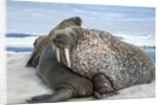 Walrus Resting on Ice in Hudson Bay, Nunavut, Canada by Anonymous