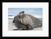 Walrus Resting on Ice in Hudson Bay, Nunavut, Canada by Anonymous