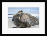 Walrus Resting on Ice in Hudson Bay, Nunavut, Canada by Anonymous