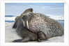Walrus Resting on Ice in Hudson Bay, Nunavut, Canada by Anonymous