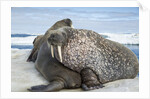 Walrus Resting on Ice in Hudson Bay, Nunavut, Canada by Anonymous