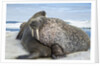 Walrus Resting on Ice in Hudson Bay, Nunavut, Canada by Anonymous