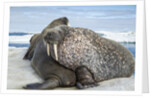Walrus Resting on Ice in Hudson Bay, Nunavut, Canada by Anonymous
