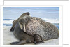 Walrus Resting on Ice in Hudson Bay, Nunavut, Canada by Anonymous