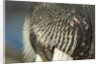 Close-up of Walrus Muzzle, Hudson Bay, Nunavut, Canada by Anonymous