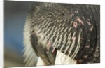 Close-up of Walrus Muzzle, Hudson Bay, Nunavut, Canada by Anonymous