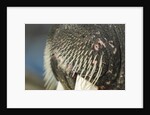Close-up of Walrus Muzzle, Hudson Bay, Nunavut, Canada by Anonymous