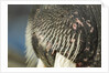 Close-up of Walrus Muzzle, Hudson Bay, Nunavut, Canada by Anonymous