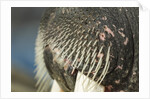 Close-up of Walrus Muzzle, Hudson Bay, Nunavut, Canada by Anonymous