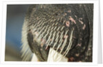 Close-up of Walrus Muzzle, Hudson Bay, Nunavut, Canada by Anonymous