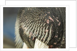 Close-up of Walrus Muzzle, Hudson Bay, Nunavut, Canada by Anonymous