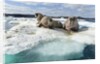 Walrus Resting on Ice in Hudson Bay, Nunavut, Canada by Anonymous